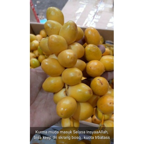 

kurma muda