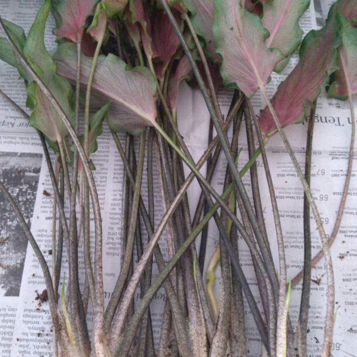 umbi keladi keris/bonggol keladi caladium