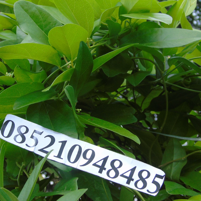 

Best Seller - Daun Cincau Rambat 1Kg