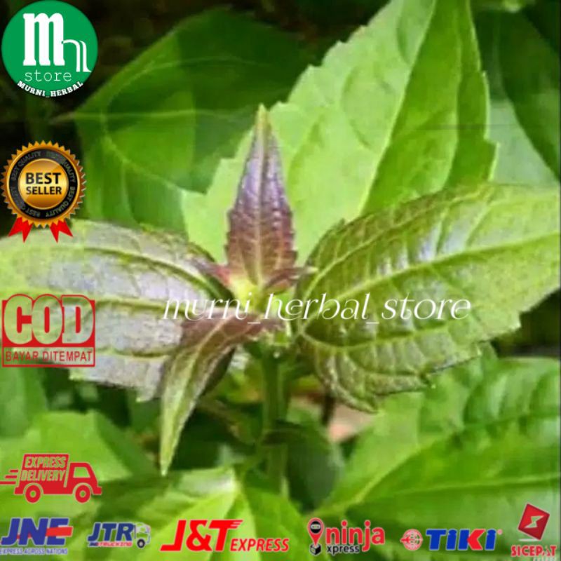 

Tanaman herbal organik kirinyuh segar 100gram.