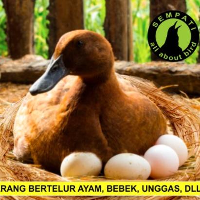 90+ Gambar Unggas Bebek HD Terbaik