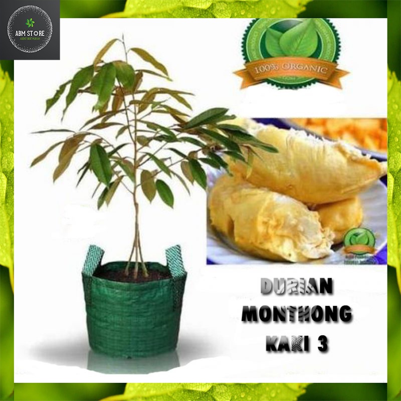 Bibit Tanaman DURIAN MONTHONG Yang Asli Kaki 3 Unggul Hasil Okulasi