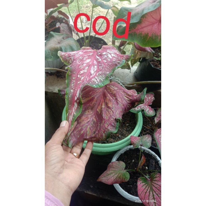 caladium worton pinkrose