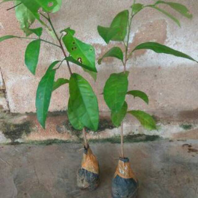 Bibit cendana kupang