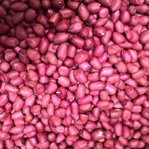 25 biji benih kacang tanah kulit merah benih kacang tanah unggulan / RED PEANUT 25 Biji Benih Kacang