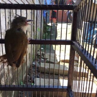 Cucak Jenggot Jawa Timur Ngacoran Shopee Indonesia