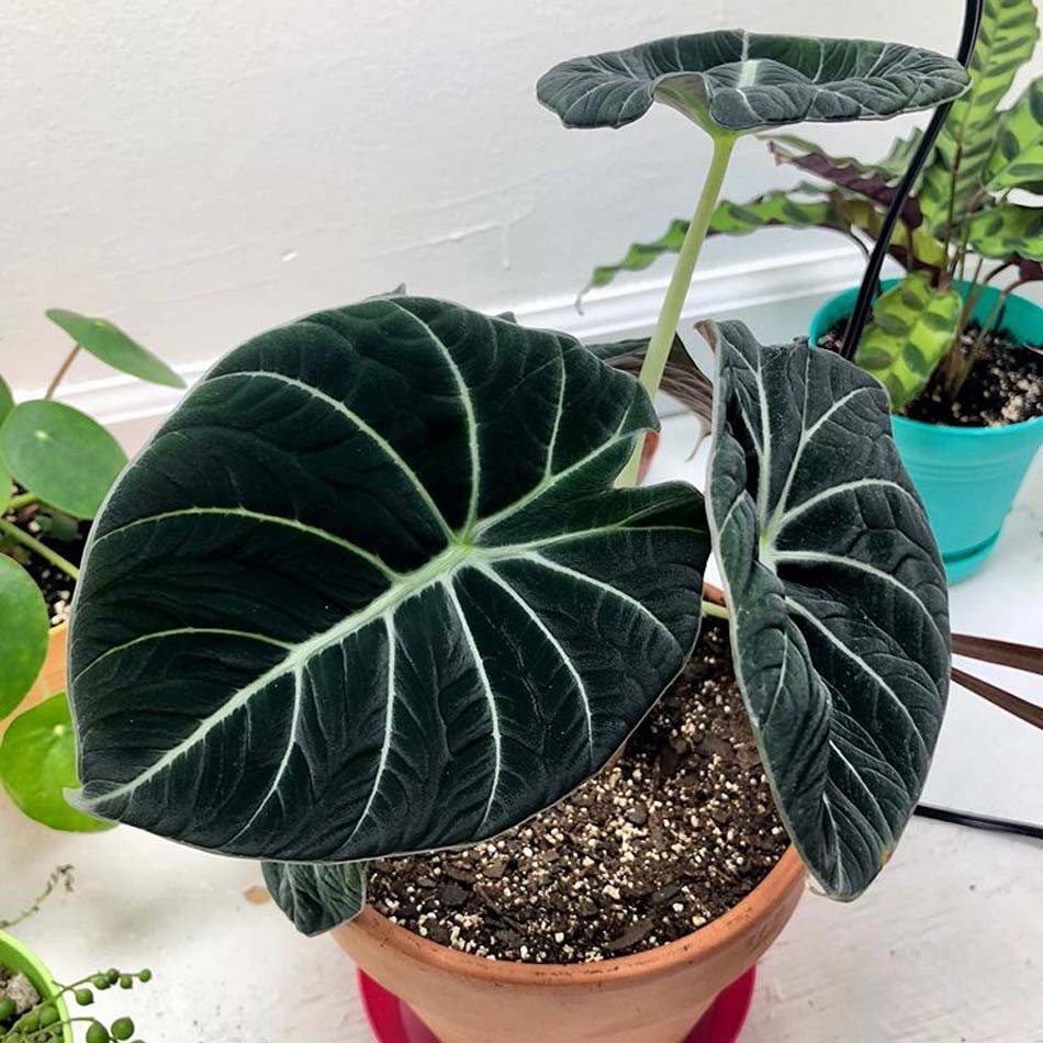  Tanaman Hias Alocasia  Black Velvet Shopee Indonesia