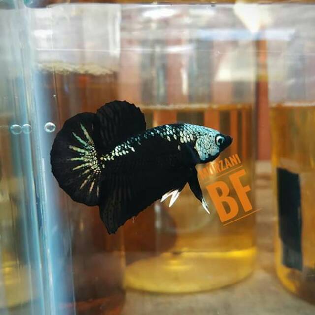 

Black samurai setengah bitik putih