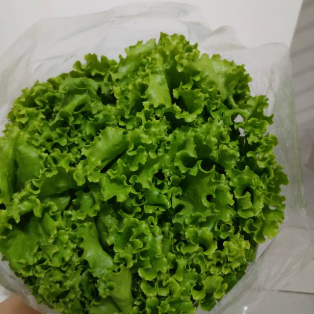 

Selada Green Curly / Lollobionda / Selada Keriting Hijau 500 gram