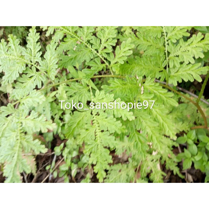

Jual Daun cakar ayam segar paket 500 gram