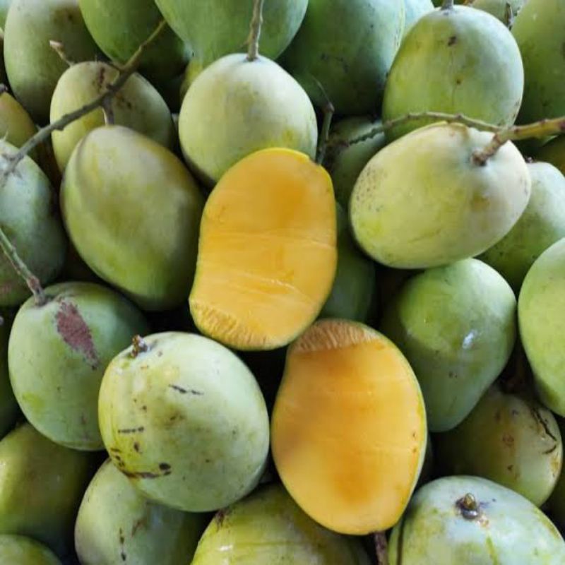 

Mangga indramayu mengkel mangga rujak 1kg