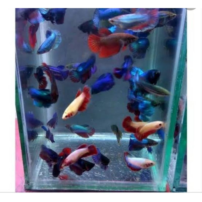 promo cupang Anakan Halfmoon size s+ Murah