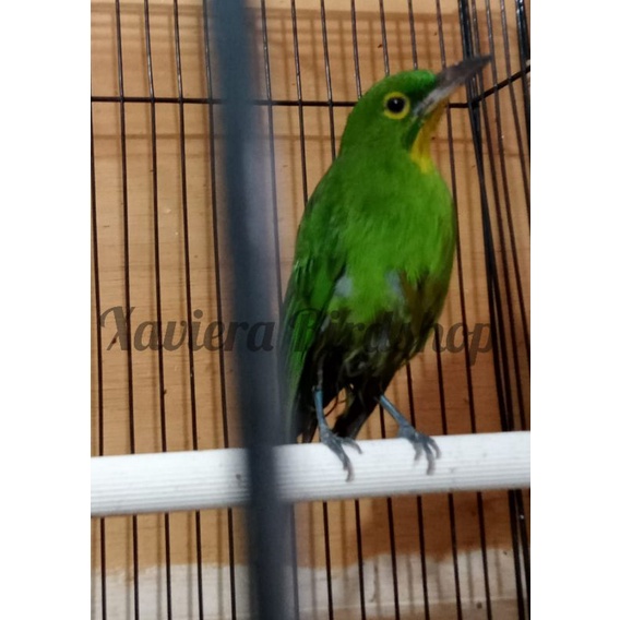 Cucak Ijo PH Kalimantan