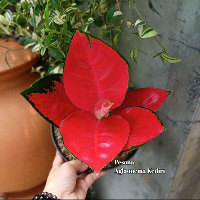 Tanaman Hias Aglaonema Aglonema SUKSOM JAIPONG Super Bunga Import