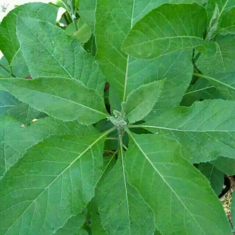 

DAUN AFRIKA SEGAR OBAT HERBAL ALAMI (Dipetik Ketika Order Masuk) 500lbr