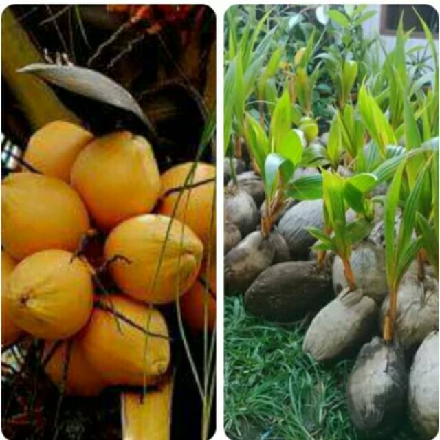 BIBIT KELAPA GADING