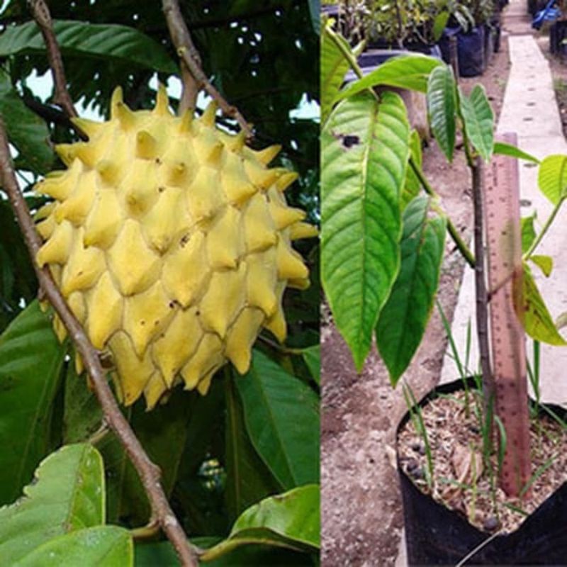 Bibit Buah Biriba/Bibit Tanaman Buah Srikaya Nanas Kuning/Jual Bibit Biriba Srikaya Nanas