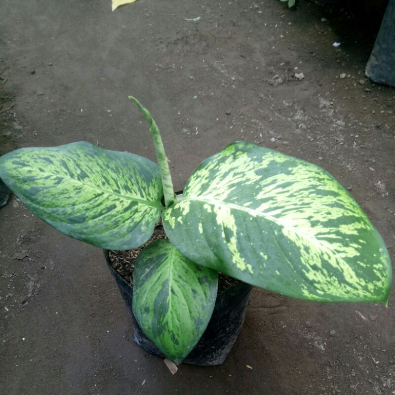 tanaman hias diven anggun ayu