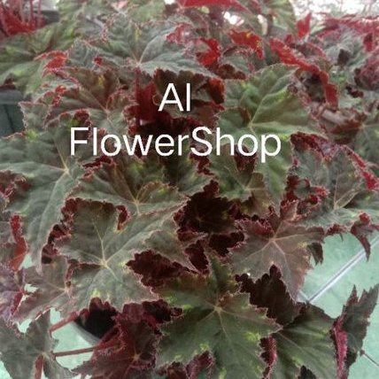 (Bisa COD) Tanaman Hias BEGONIA Bintang Merah