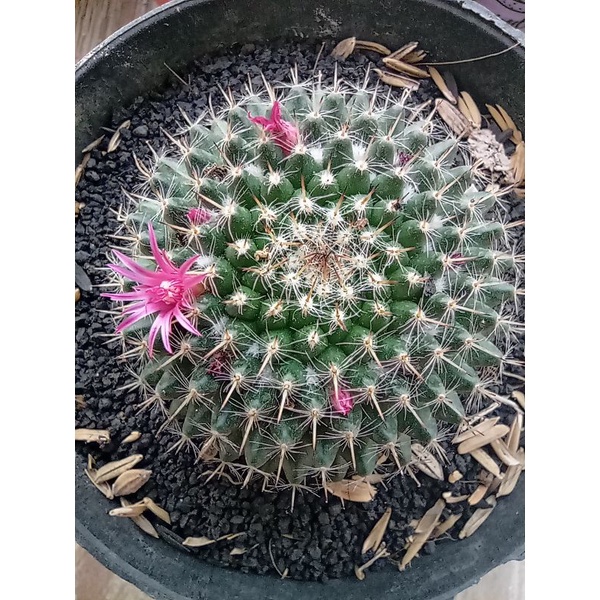 Mamilaria Woodsii / woodsii jumbo / kaktus woodsii / kaktus jumbo ownroot