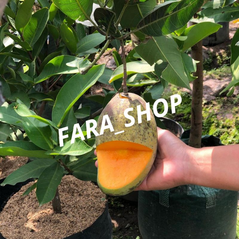 BIBIT TANAMAN BUAH MANGGA GADUNG PROBOLINGGO // BIBIT MANGGA GADUNG SUPER