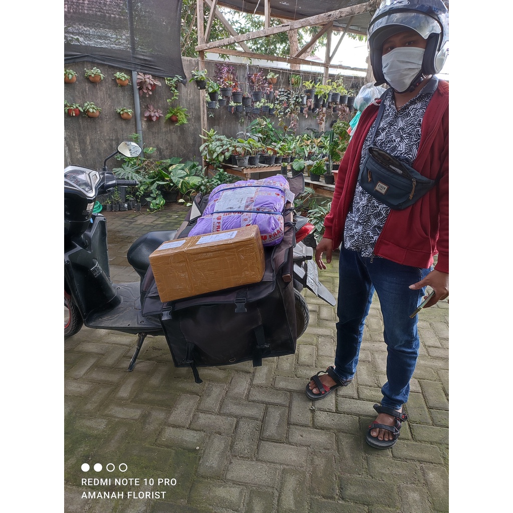 Tanaman Hias Calathea Sepat Calathea Burble Maxii Akar Sehat Siap Tanam Murah Meriah Berkualitas