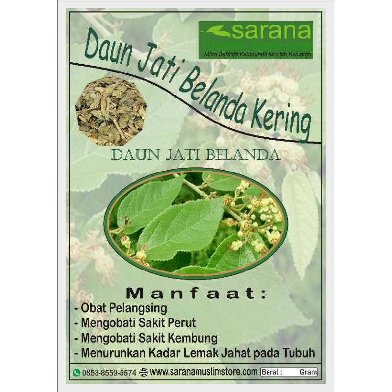 Daun Jati Belanda Kering 500gr Asli Manfaat Untuk Pelangsing Shopee Indonesia