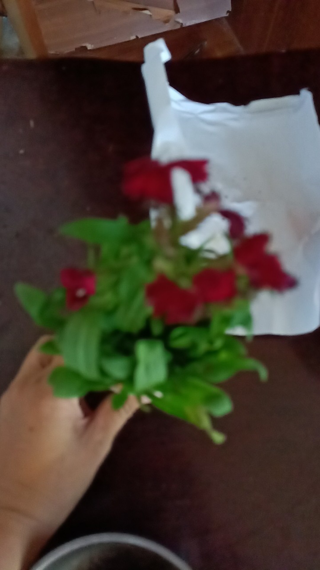 Tanaman Hias Dianthus Atau Anyelir Merah Murah