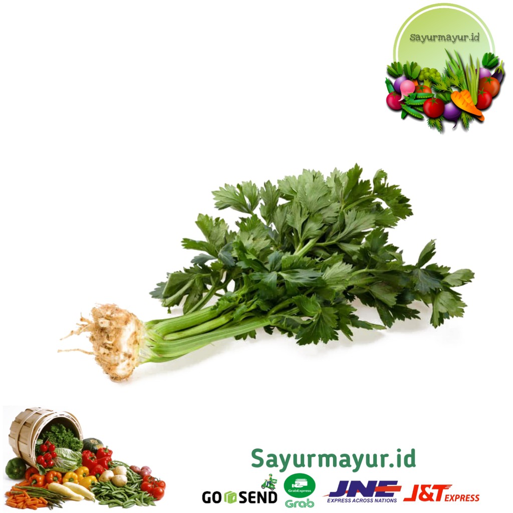 

DAUN SELEDRI SAYURAN PER 1/4 (250GRAM)