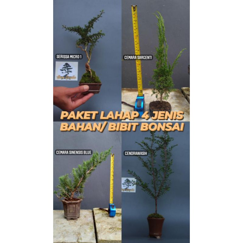 Paket lahap 4 pohon bahan bonsai/ serissa micro/ cemara sargenti/ cemara sinensis blue/ cenderawasih