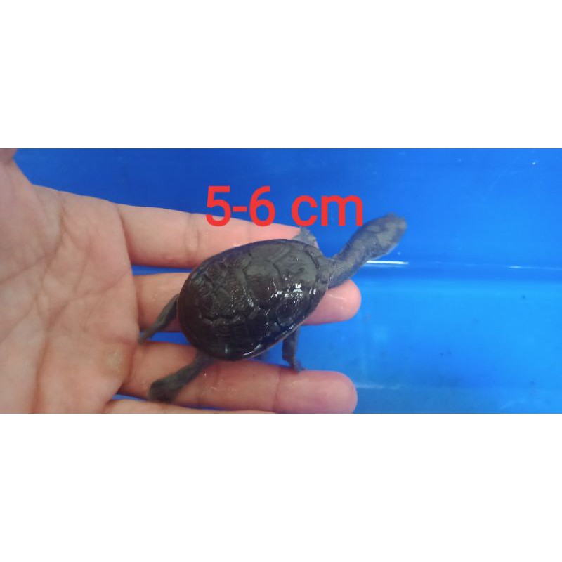 Kura-kura Siebenrocky (Leher Panjang)