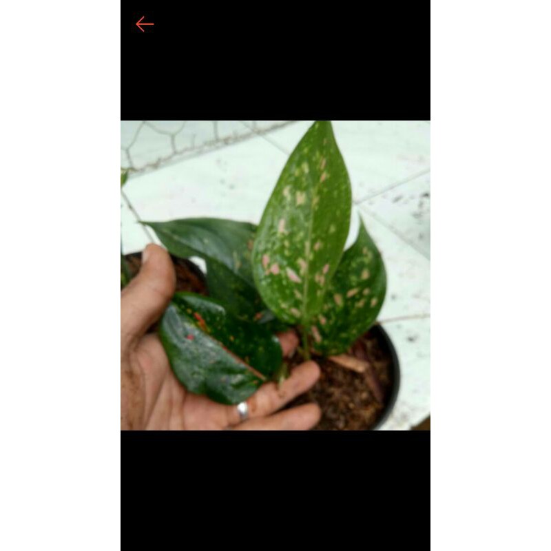 Tanaman hias aglonema venus-PROMO VENUS-Aglonema venus promo-PROMO AGLONEMa VENUS