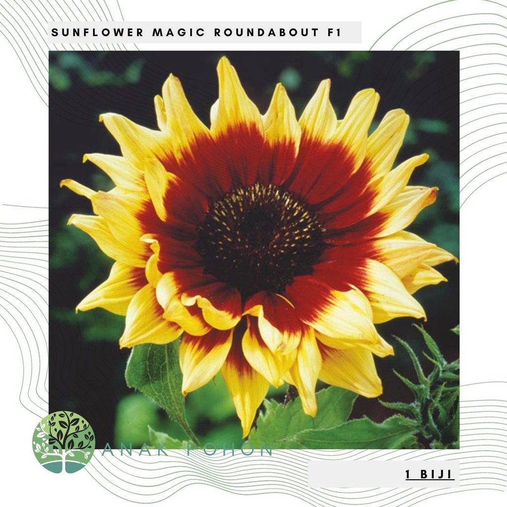 Benih Bibit Biji - Sunflower Magic Roundabout F1 Bunga Matahari Seeds - IMPORT