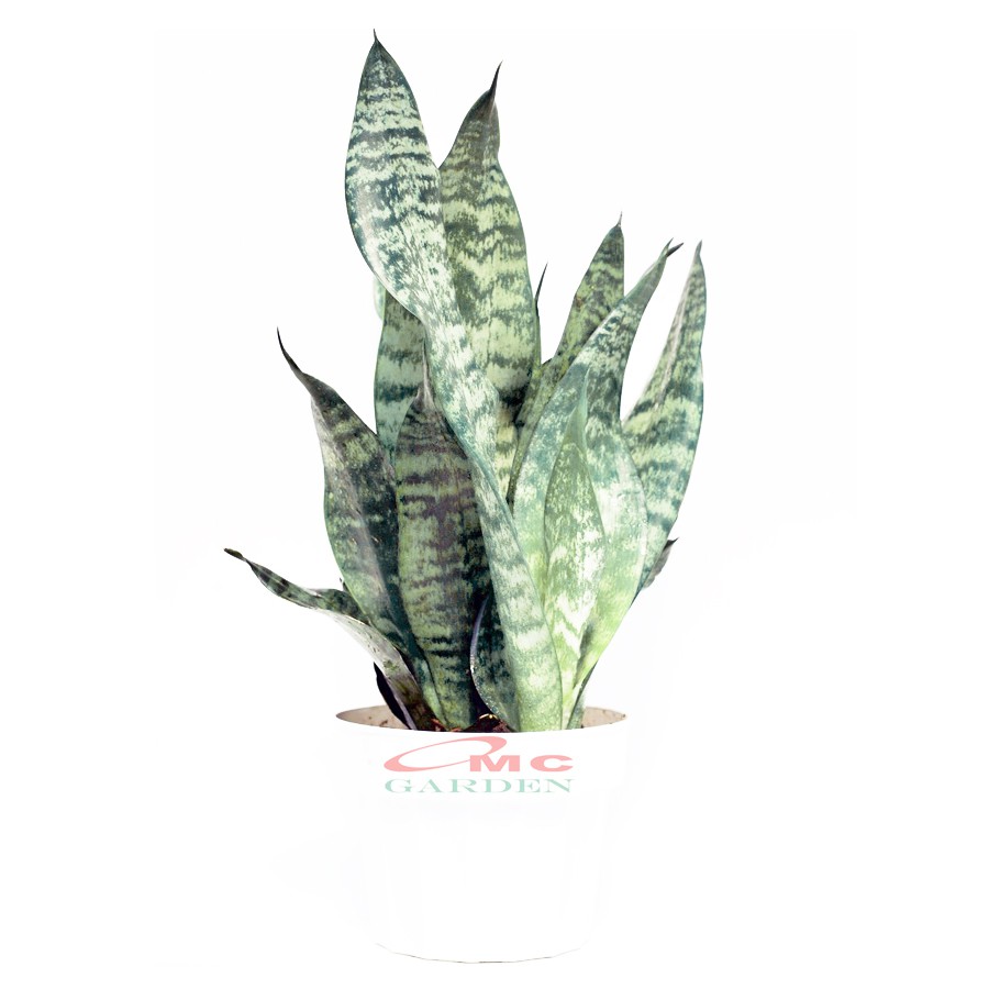 Lidah Mertua Sansevieria Sansivera Sansiviera Sensiviera Trifasciata Futura Robusta Hijau LM-H-3040