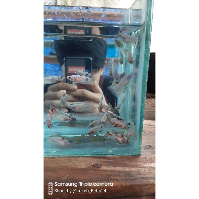 CupangNemoFemaleCewekanCupangNemoGalaxy&KoiGalaxyPROMO..