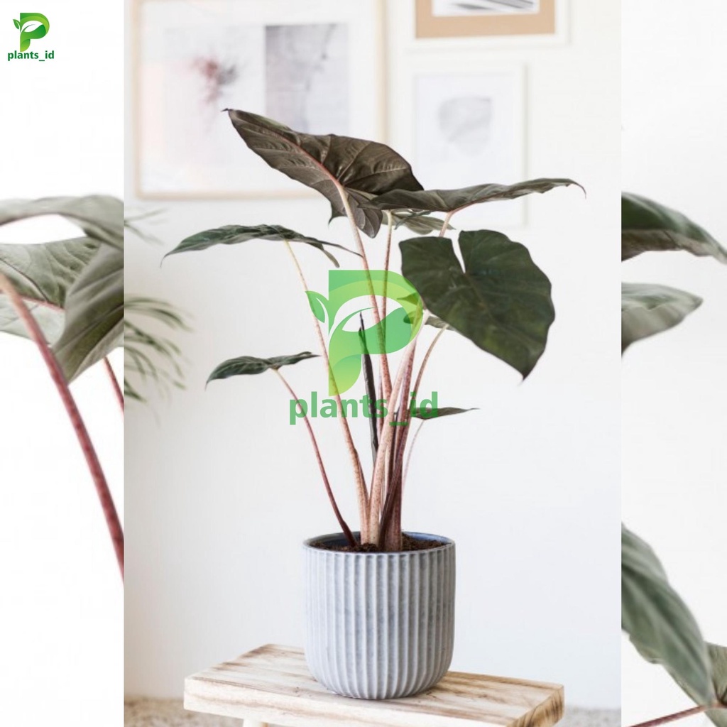 Alocasia Sarawakensis Yucatan Alocasia Sarawakensis Variegata Alokasia Monstera Alocasia Sarawakensi