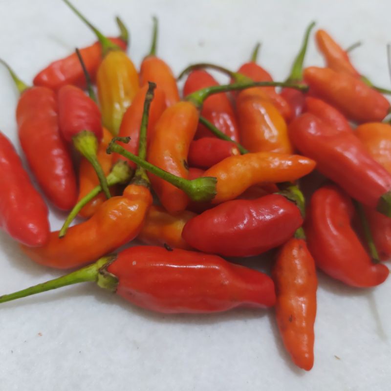 

cabai rawit merah