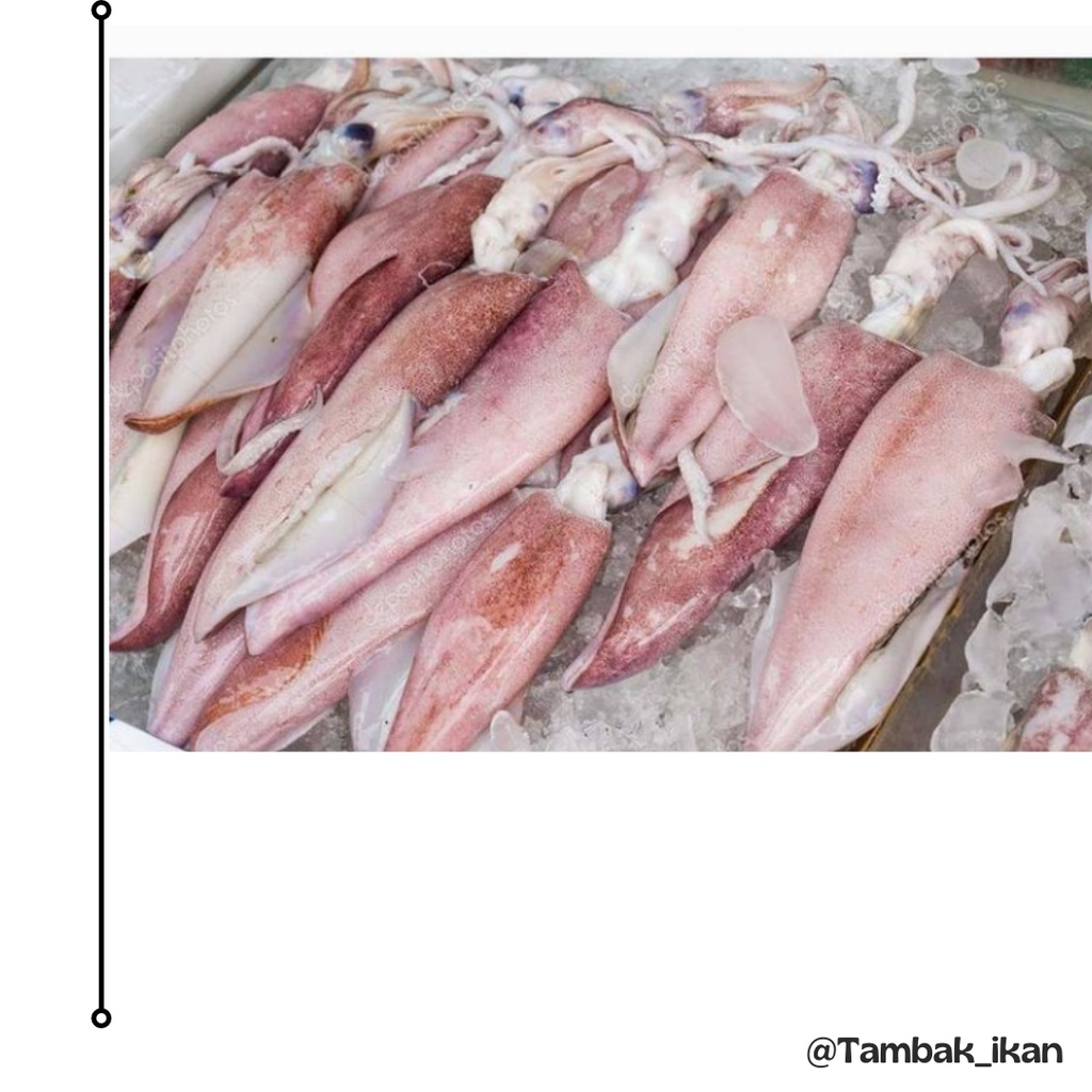 

Cumi Segar / Cumi Jarum Premium 500gram/1Kg