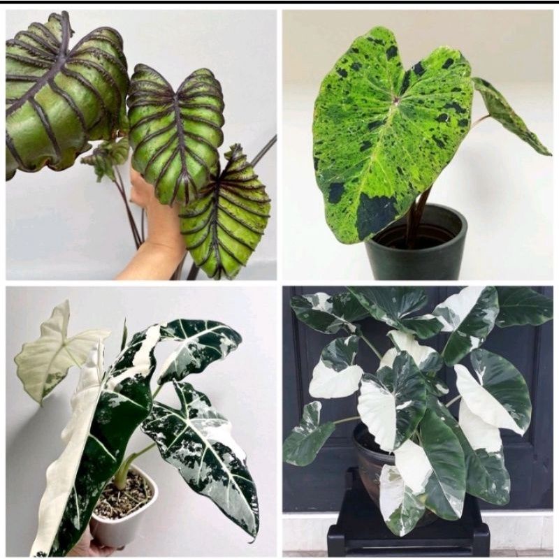 promo paket 4 bonggol tanaman hias alocasia / alocasia