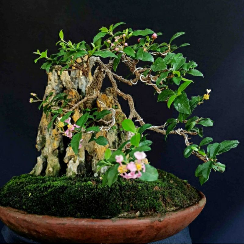 tanaman hias sakura mikro bahan bonsai sakura mikro