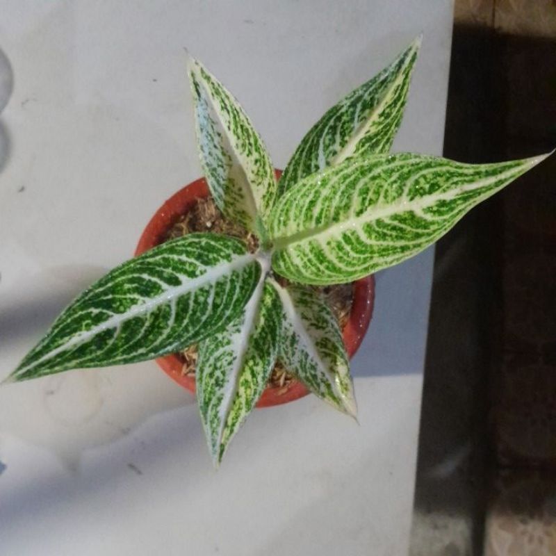 aglonema lagasi putih harga lelang barang sehat