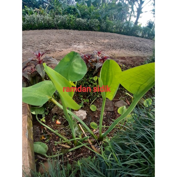 

jual genjer perikat