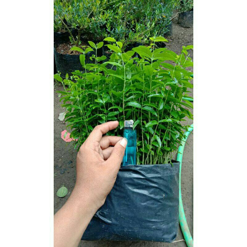 Bibit bahan bonsai Anting Putri/Semai Biji