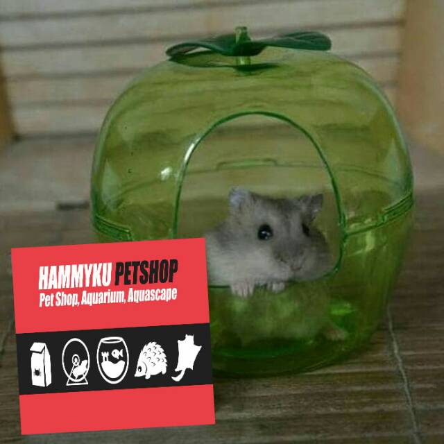 RUMAH HAMSTER A