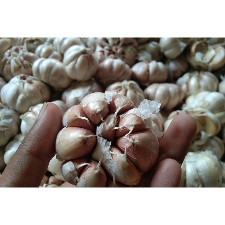 

Bawang putih 250 gr