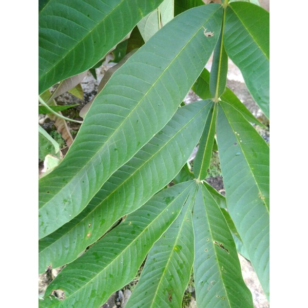 

Daun sungkai segar/ Daun jati belanda obat herbal