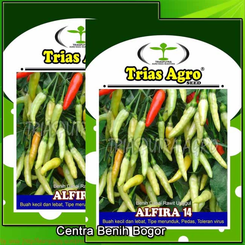 Benih Cabe Rawit putih Merunduk ALFIRA 14 10 Gram - bibit cabe M