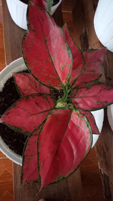 Aglonema Suksom Jaipong Anakan