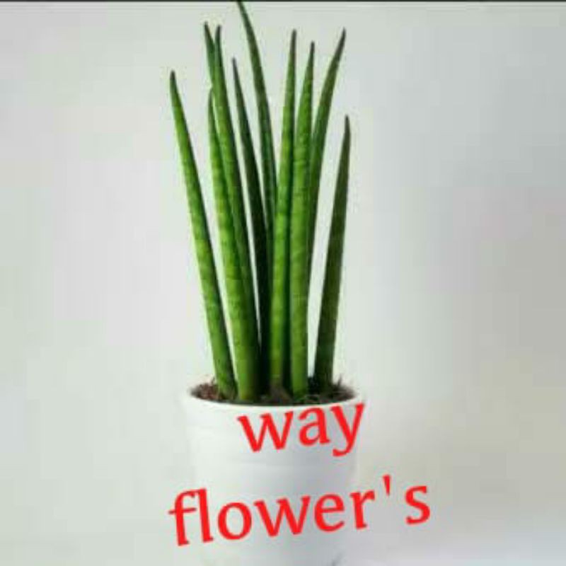 sansivera tombak / sansivera cyilindrica