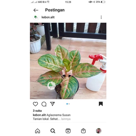 aglaonema susan